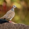Hrdlicka kropenata - Streptopelia chinensis - Spotted Dove o1209